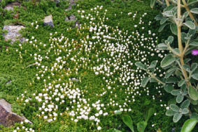 Raoulia glabra